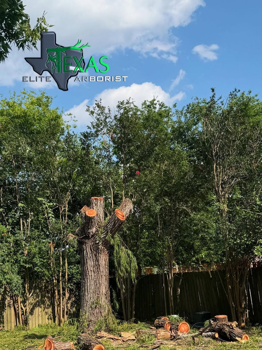 Tree Removal for Texas Elite Arborist in Houston, TX