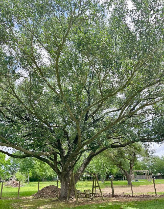 Tree Services for Full Armor Landscapes in League City, TX