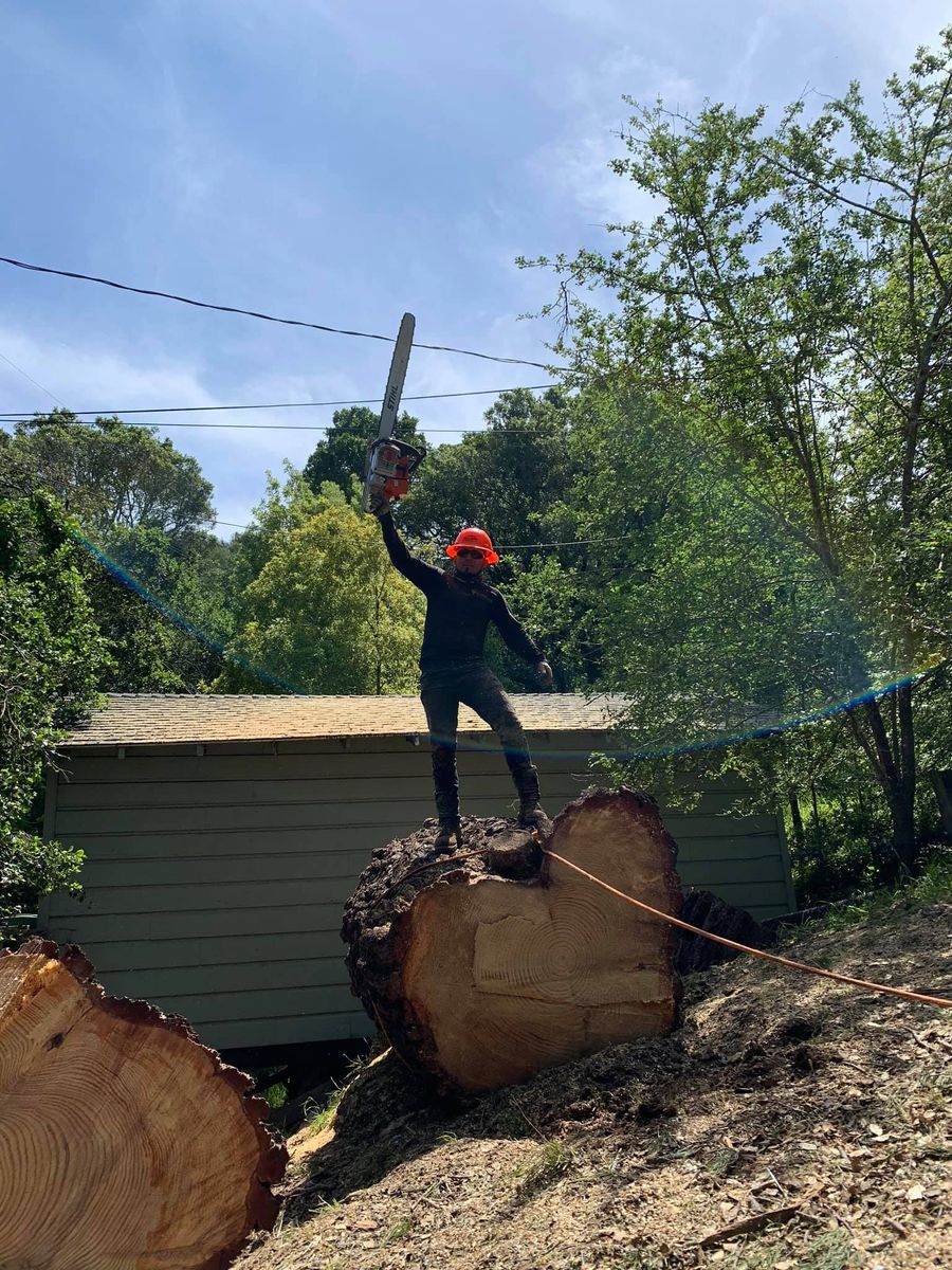 Tree Removal for Williams Tree Service LLC in Indianapolis, IN