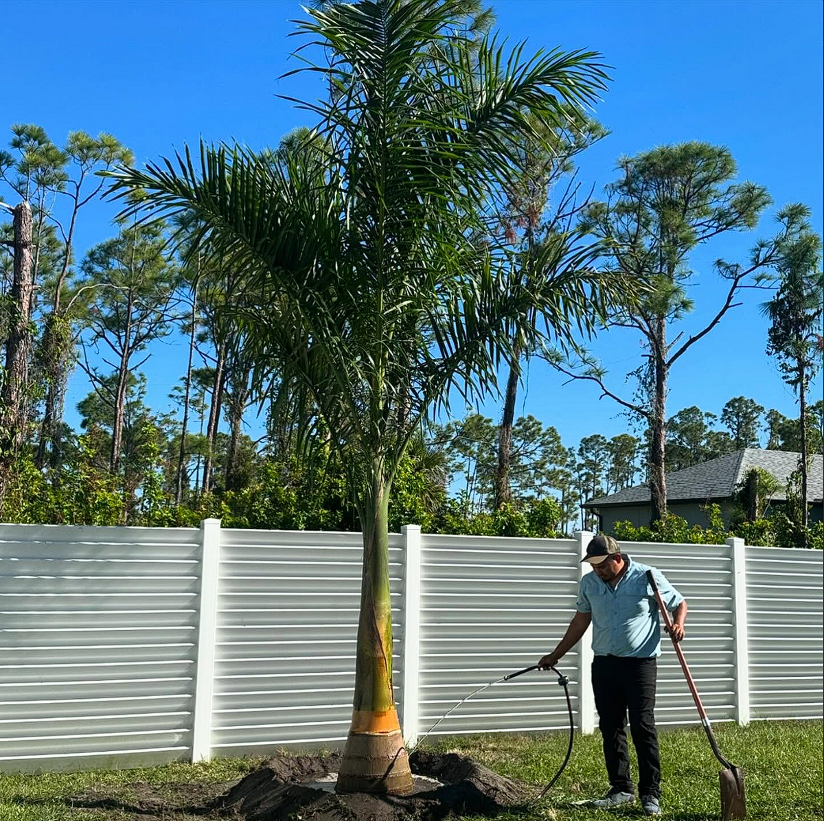 Palm and Trees for Plant World LLC in Cape Coral, FL