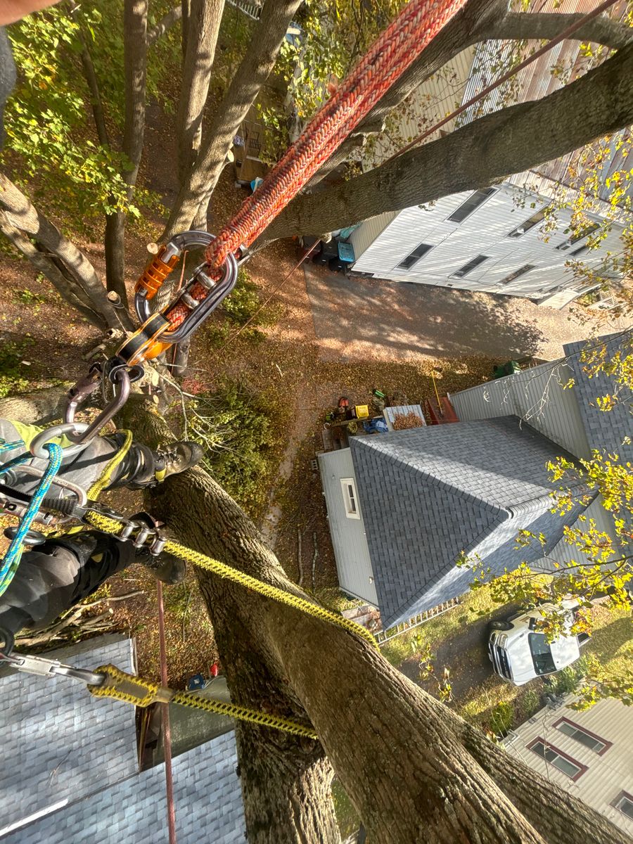 Tree Removal for T's Trees in Albany, NY