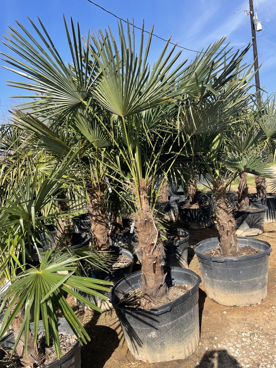 Landscape Installation for Atlas Land Design in Creekside Park, TX