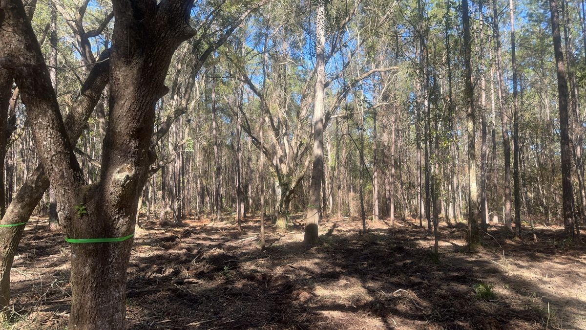 Land Clearing & Demolition for Platinum Construction llc in Pearl River, MS