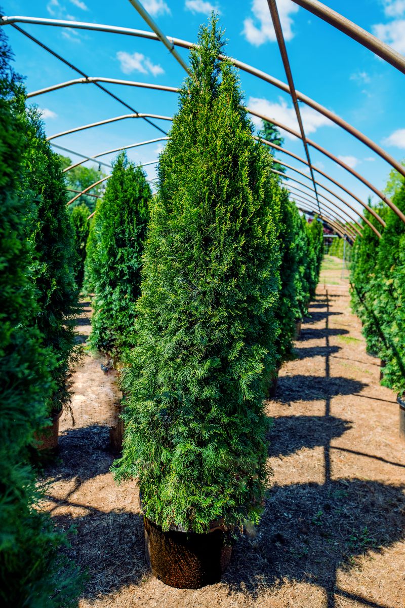 Premium Landscape Maintenance for  in Morristown, NJ