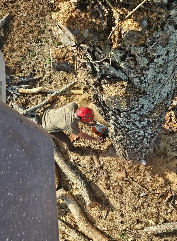 Tree Removal for GSG Services in Comer, GA