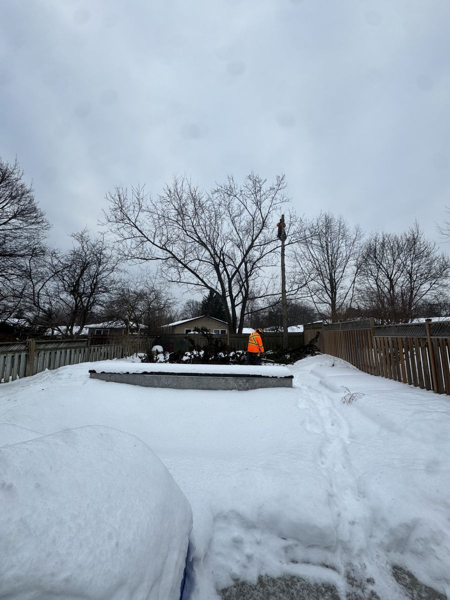 Tree Removal for Calderwood Landscapes in Oakville, ON