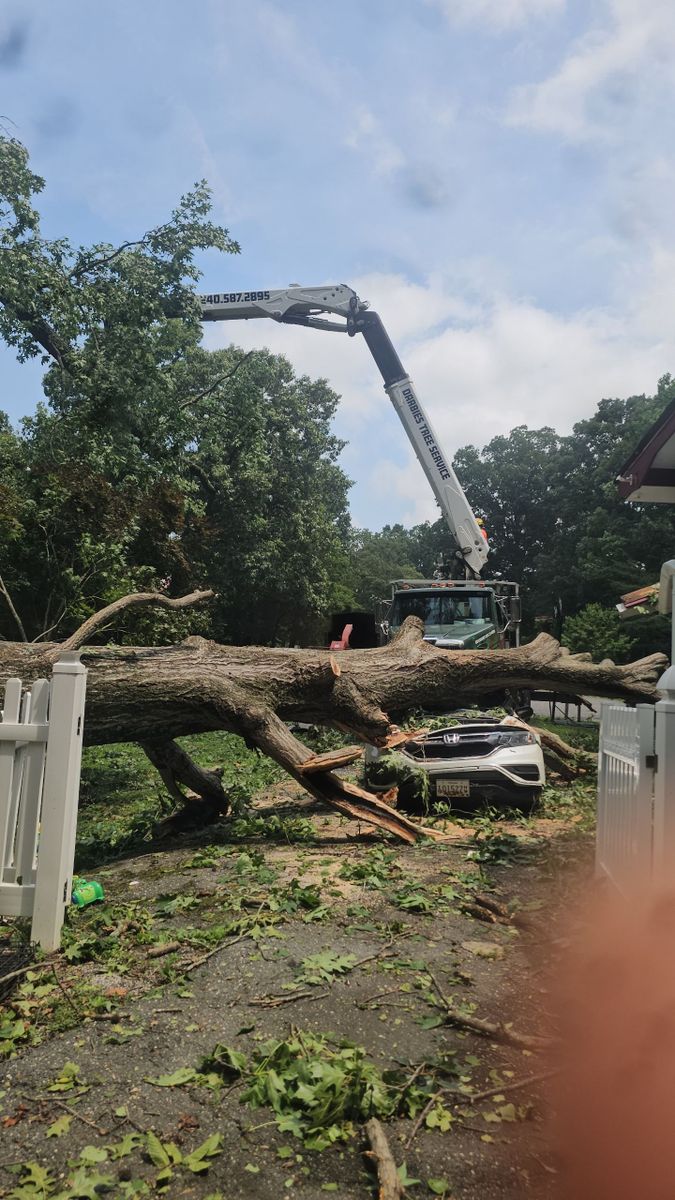 Tree Removal for Darbie's Tree Service in Newburg,  MD