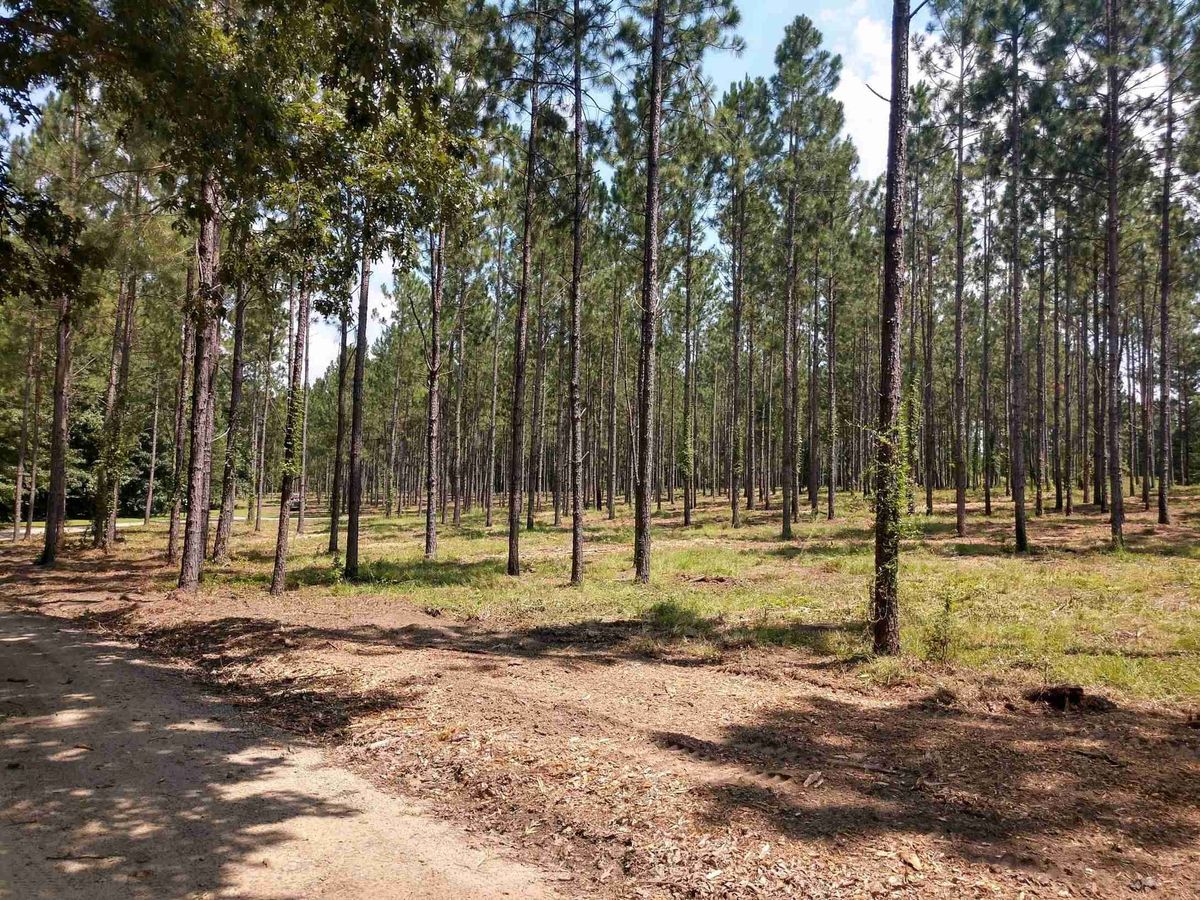 Forestry Mulching for Bobcat Bob in Clermont, GA