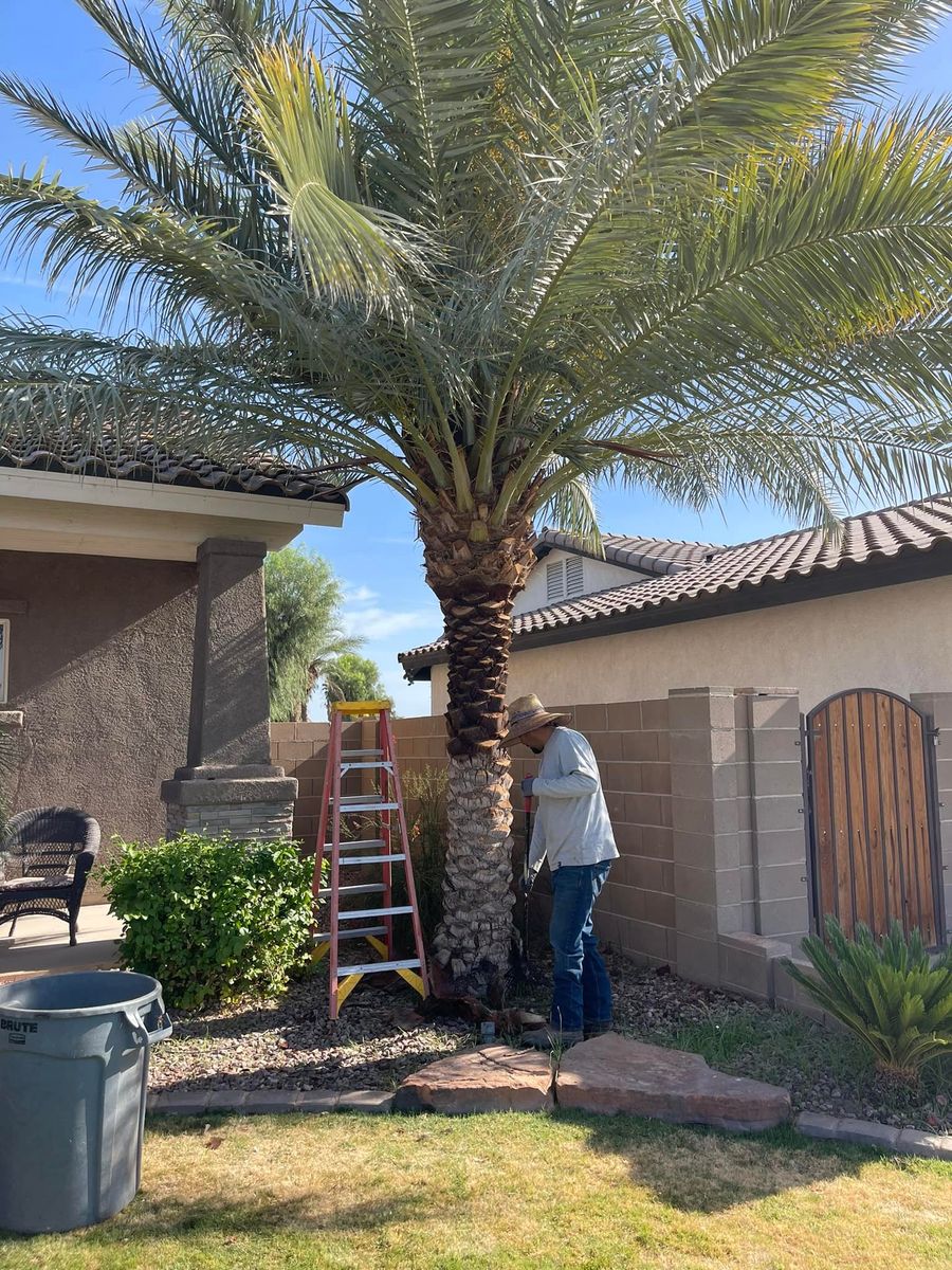 Tree Removal for Yuma Palms & Tree Service in Yuma, AZ