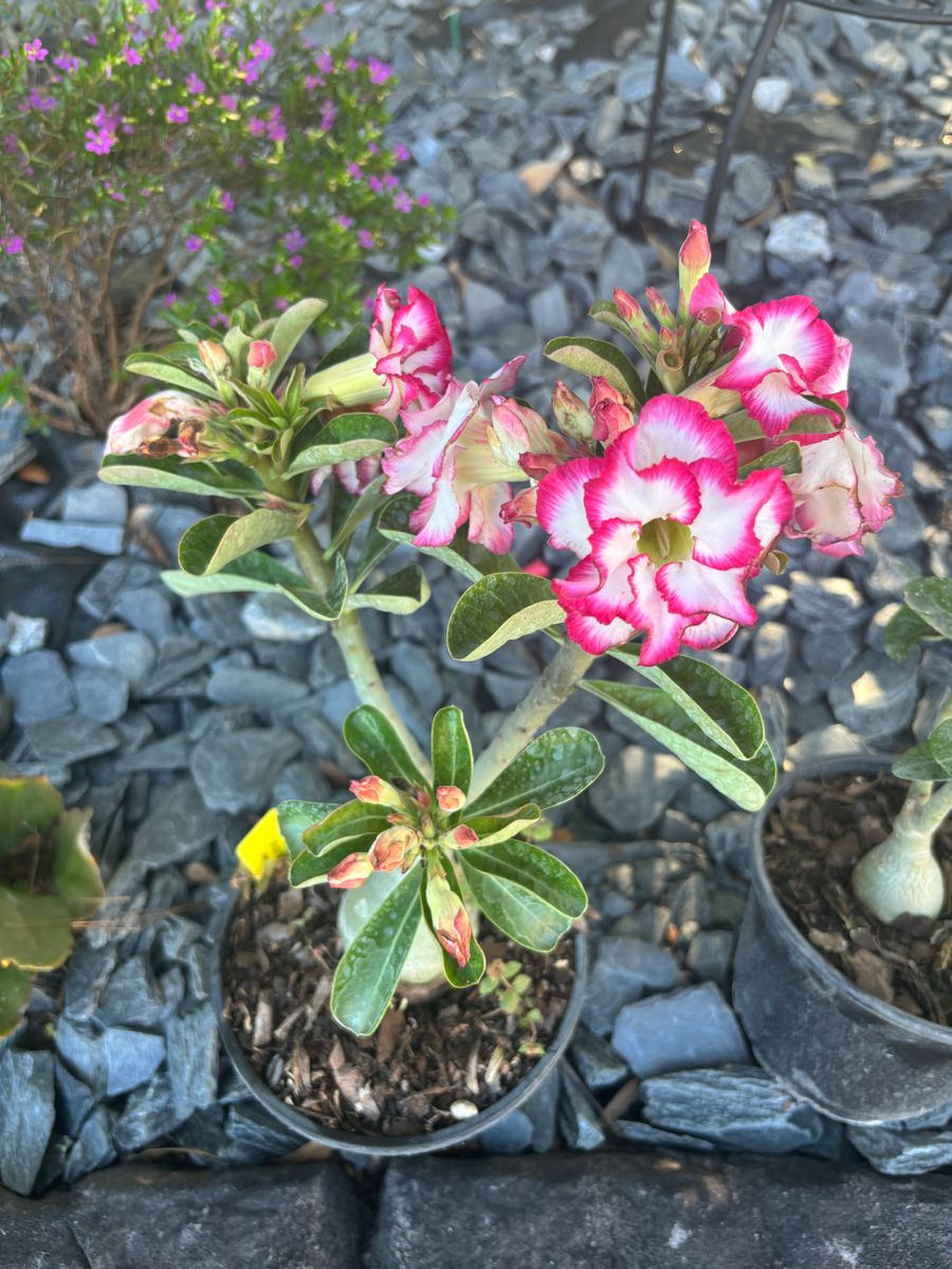 Plant Installation for Lawn Caring Guys in Cape Coral, FL