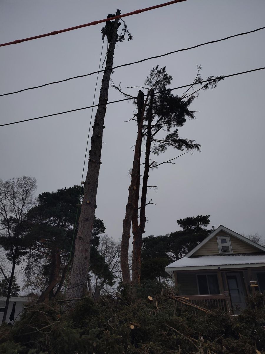 Emergency Tree Removal for Dan's Tree Service LLC in Bemidji, MN