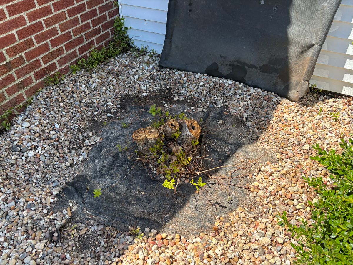 Stump Removal for Conrad's Stump Removal in Columbus, IN