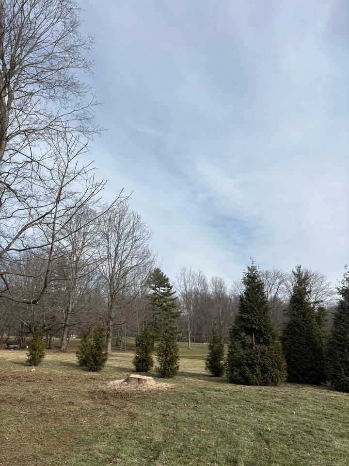 Stump Removal for Dig-It Tree Company in Mason, OH