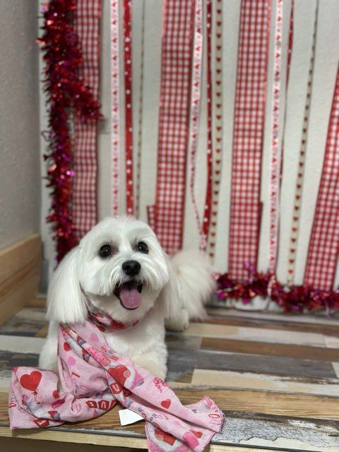  Bath and Brush for Tails By The Lake Grooming in Branson West, MO