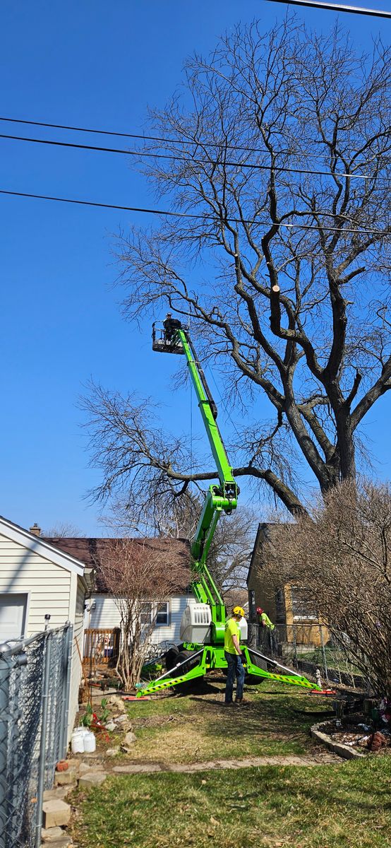 Tree Pruning & Trimming for Olson Tree Service, Inc in Rockford, IL