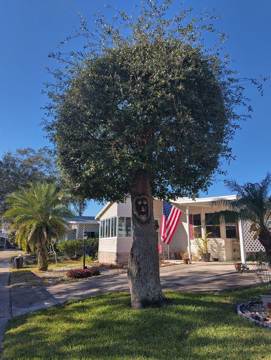 Tree Trimming for Bills Tree Service in Valrico, FL