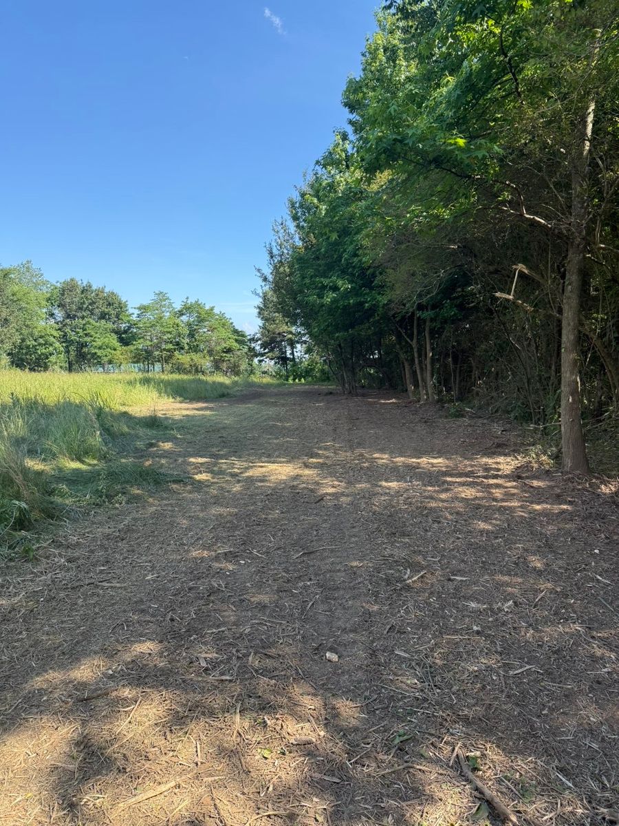 Land Clearing for Collins Constructors in Fyffe, AL