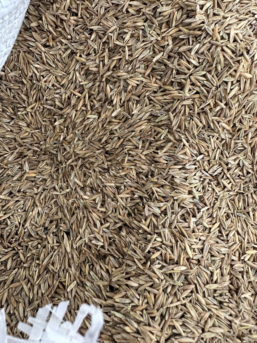 Overseeding for Pecina Pine Needles in Monroe, NC