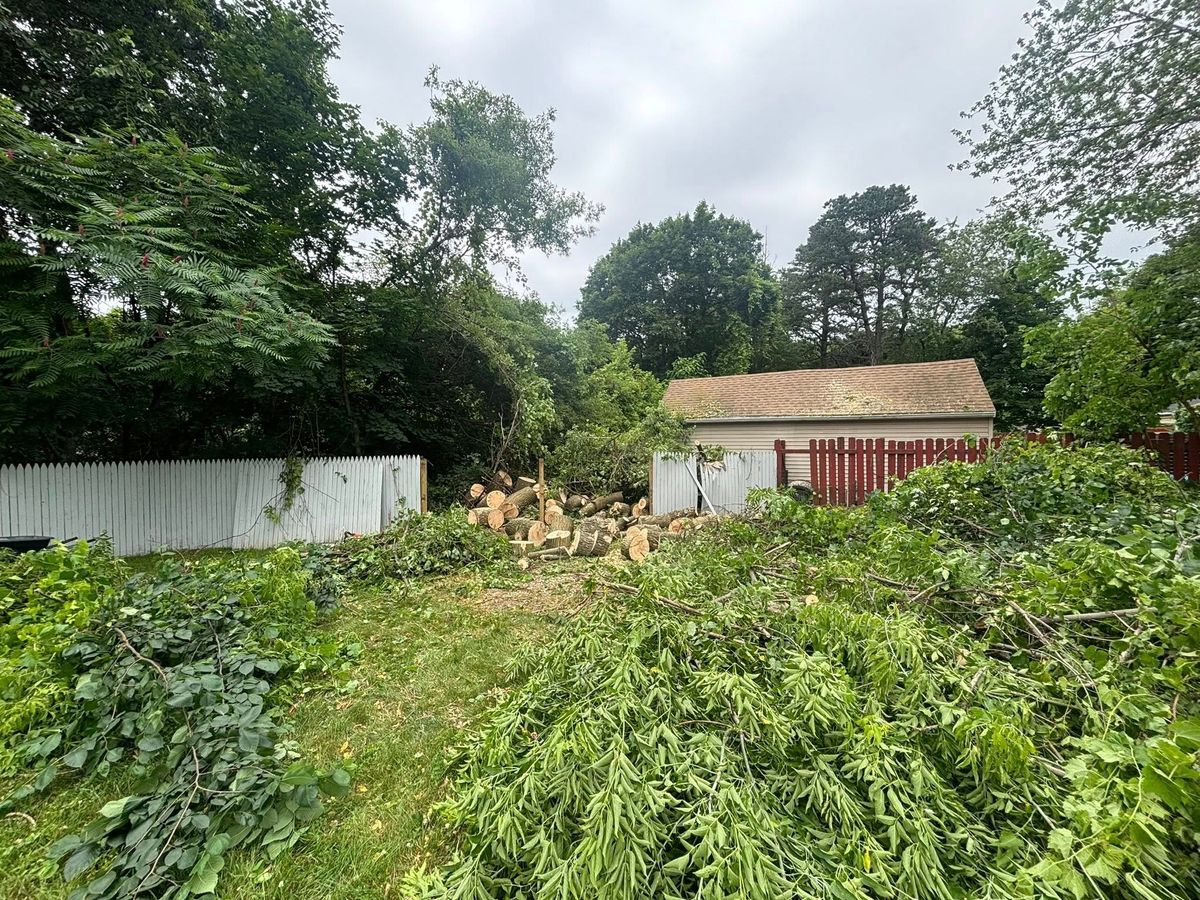 Tree Pruning for T's Trees in Albany, NY