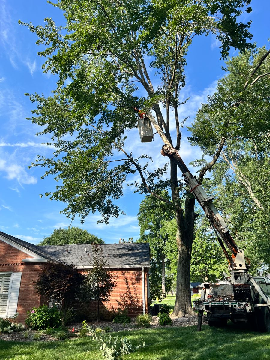 Tree Trimming for Kadin’s Tree Service in North Vernon, IN