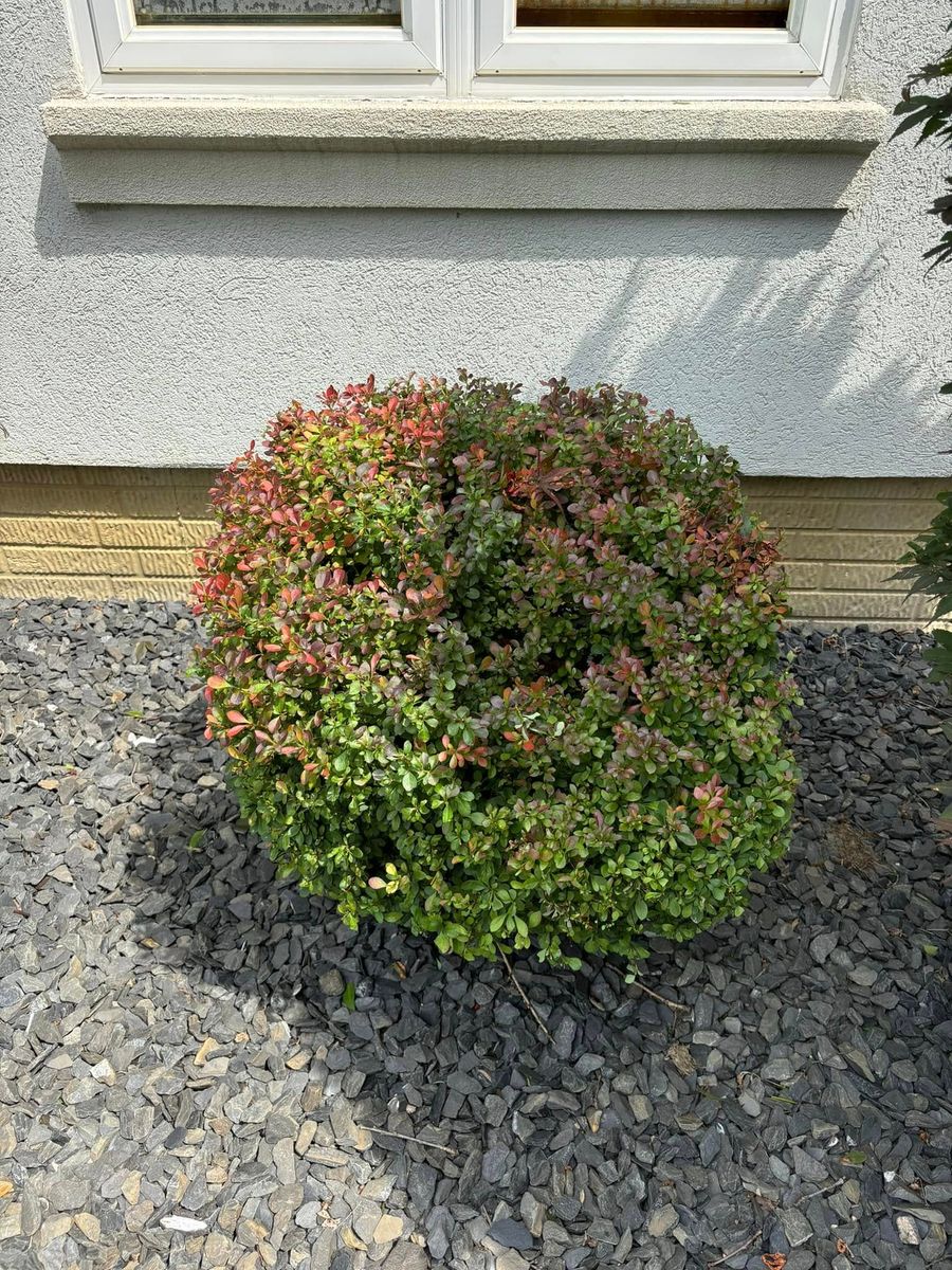 Tree & Shrub Care for Lopez Landscaping & Snow Removal LLC in Conneaut, OH