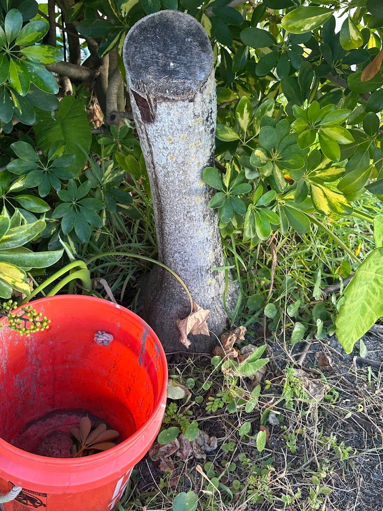 Stump Removal for Busy Beaver Stump Removal, Inc in Clearwater, FL