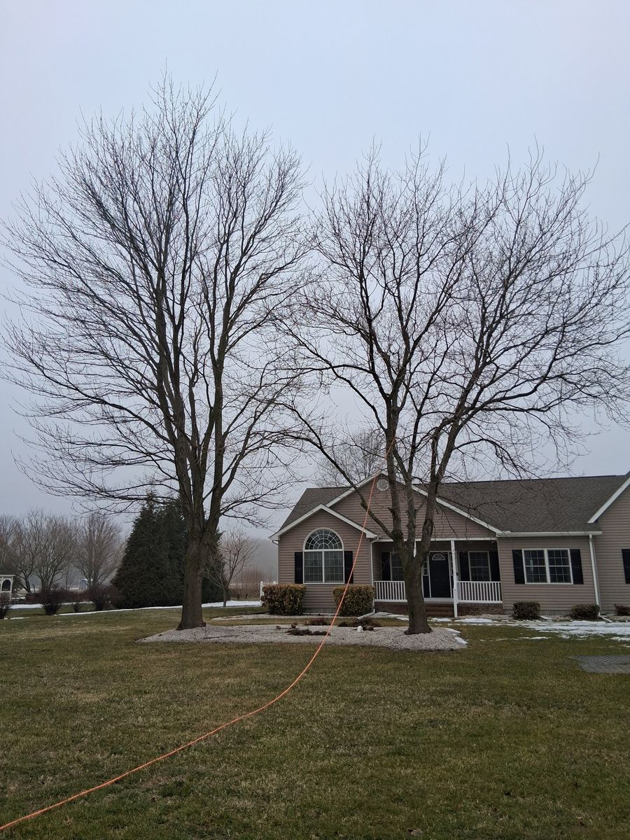 Tree Removal for Loockerman's Tree and Stump Removal in Dover, DE