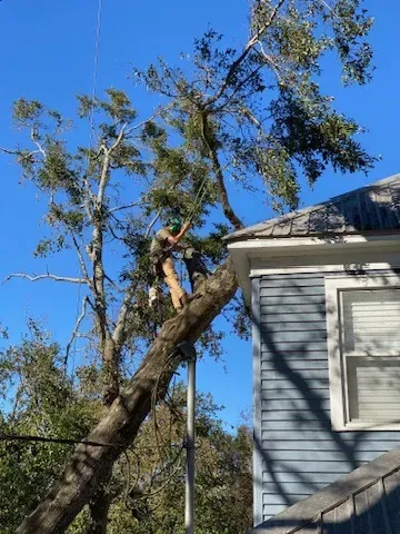 Tree Trimming for Elite Tree & Landscape Services LLC in St. Augustine, FL