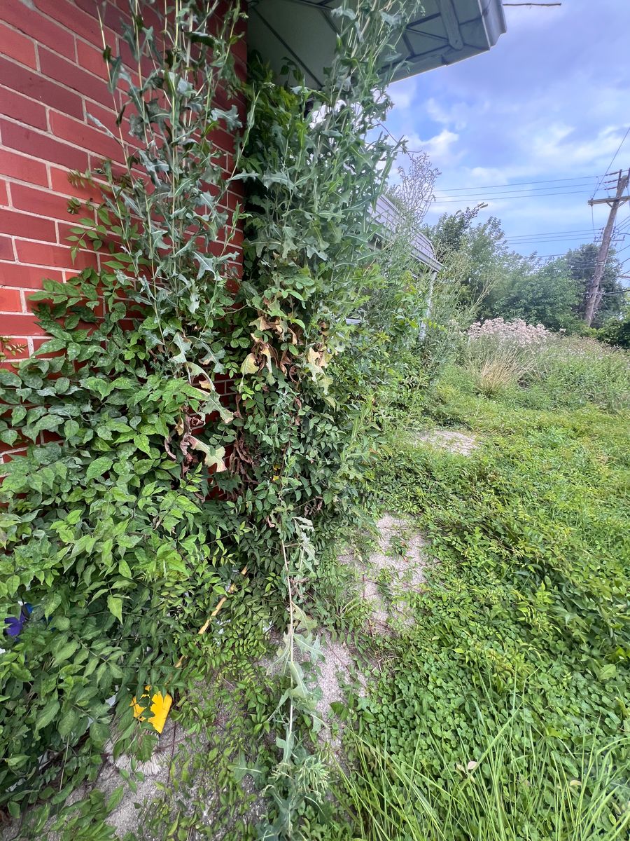 Land clearing for Alltimate Outdoor Services in Warren, MI