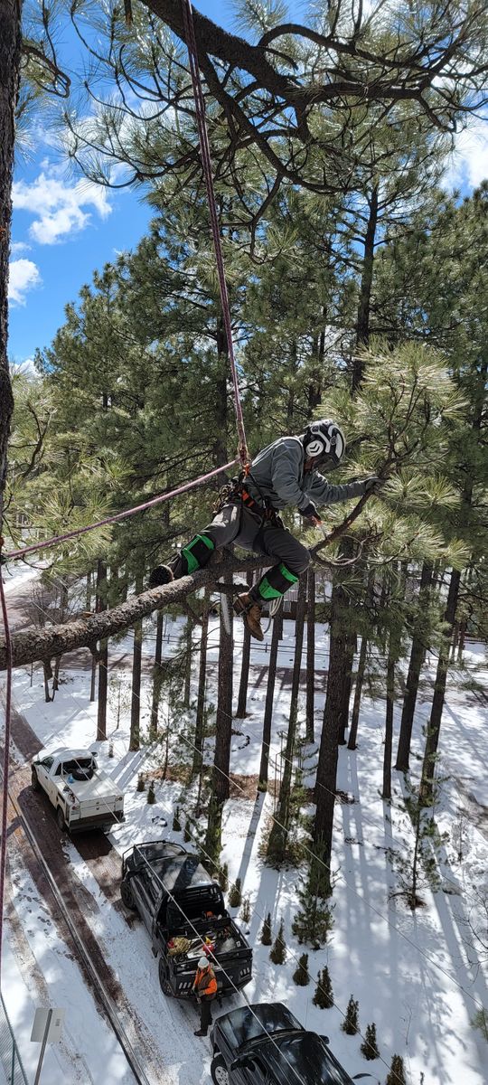 Emergency Tree Services for StockPro Tree Specialists in Show Low, AZ