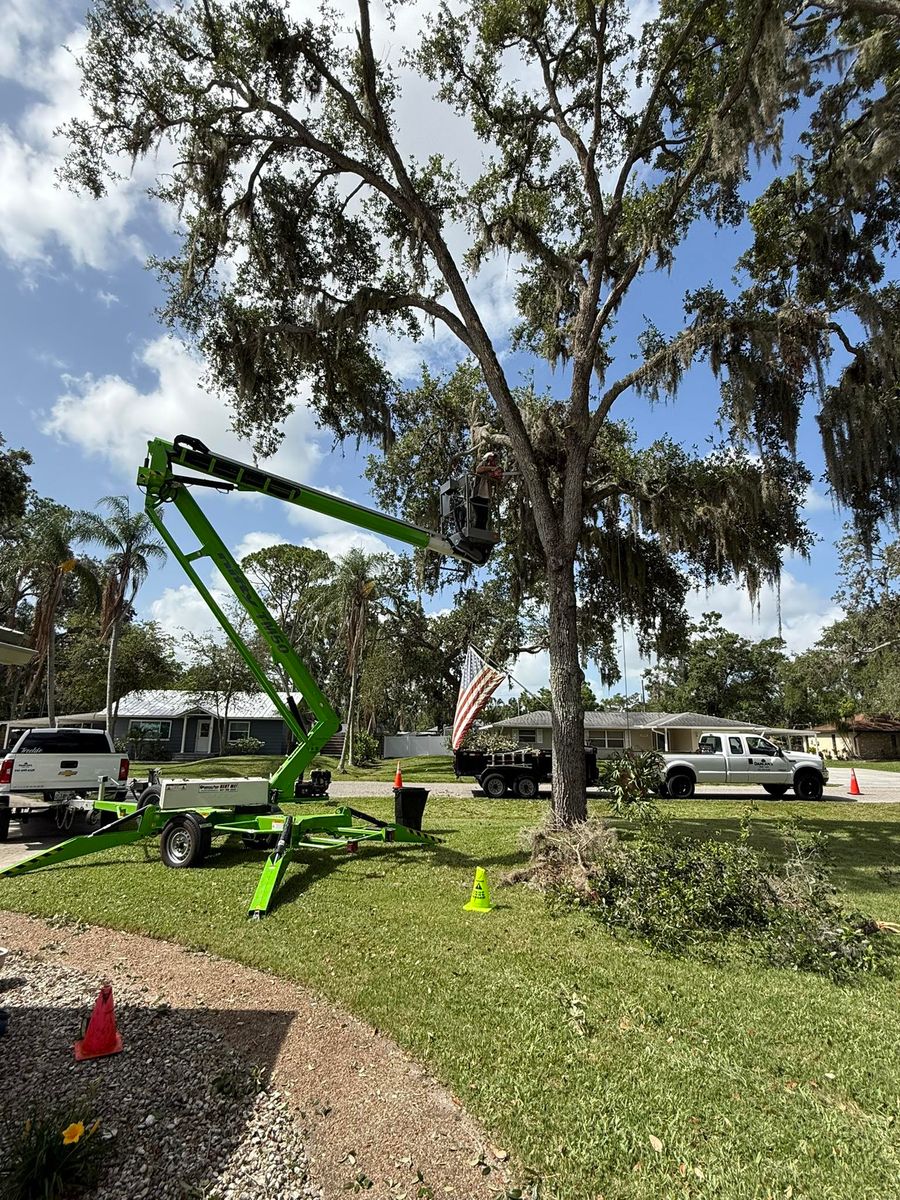 Tree Trimming for Damian’s Tree Care in Sarasota, FL