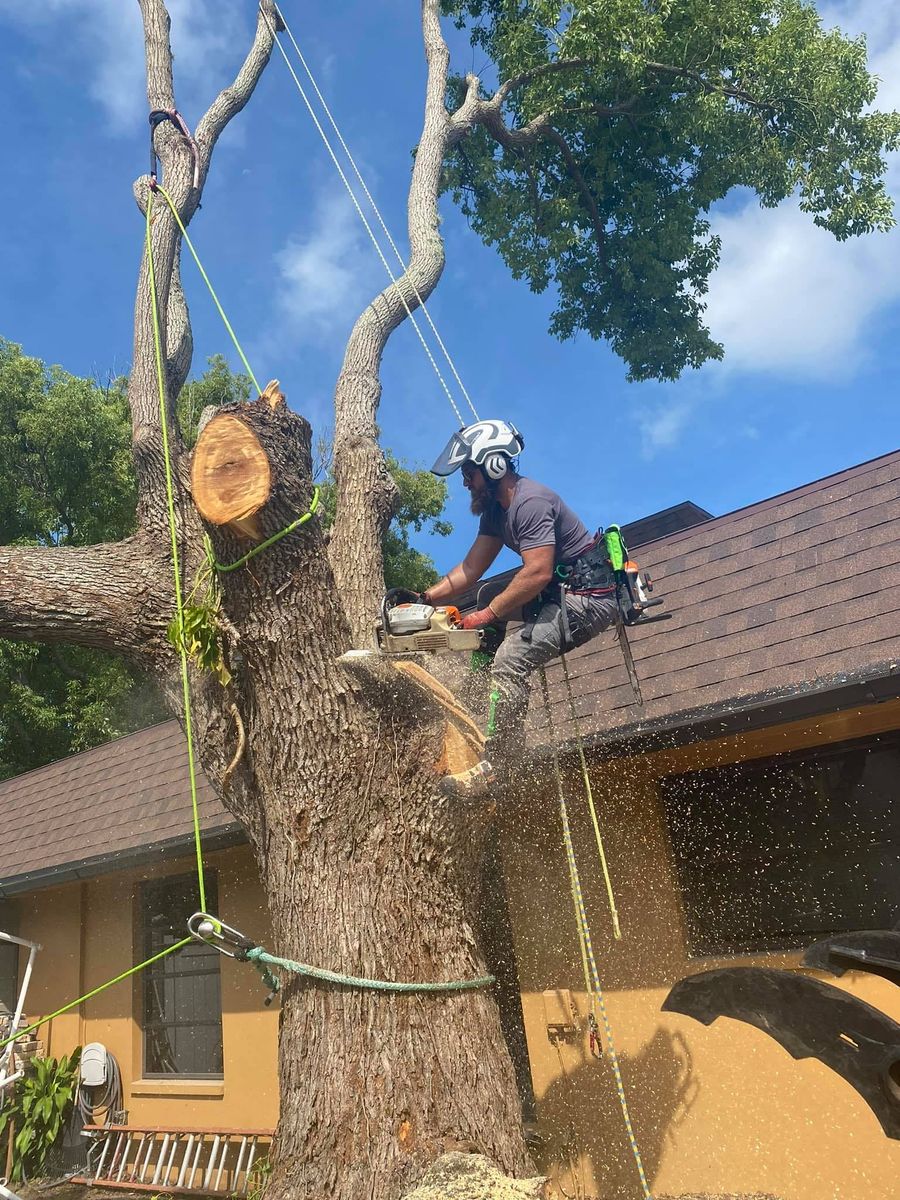 Tree Removal for Ryker's Tree Service in Dunedin, FL