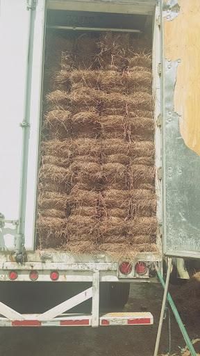 Pinestraw for BAM Another Pinestraw Lot in Flowery Branch, GA