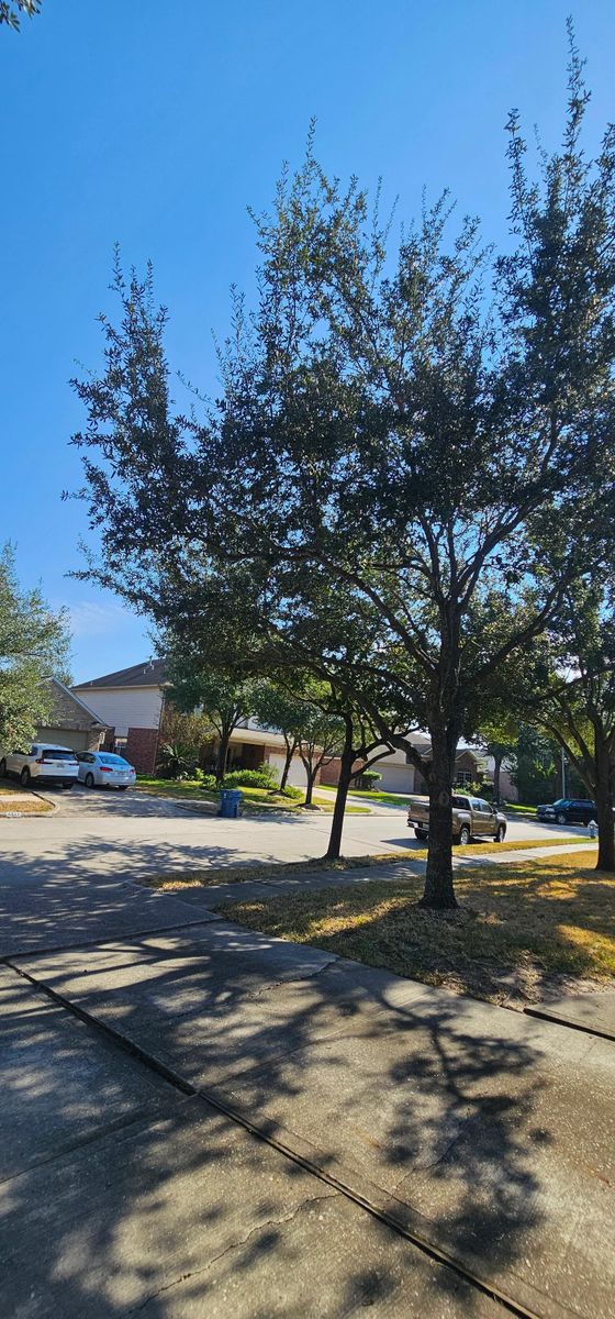 Fall Clean Up for Servin's Tree Care  in Houston, TX