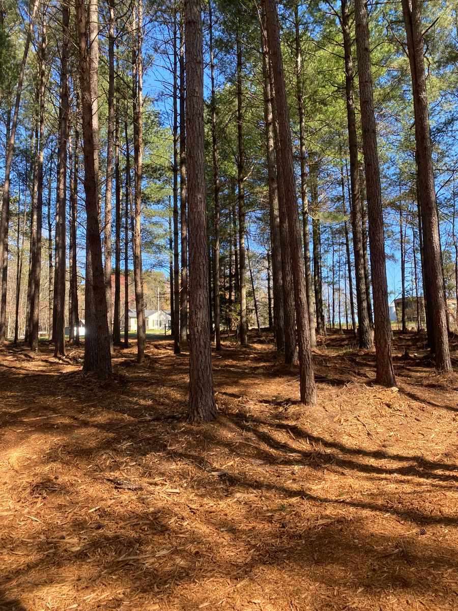 Forestry Mulching for Southern Land Solutions Forestry Mulching, LLC in Cleveland, NC