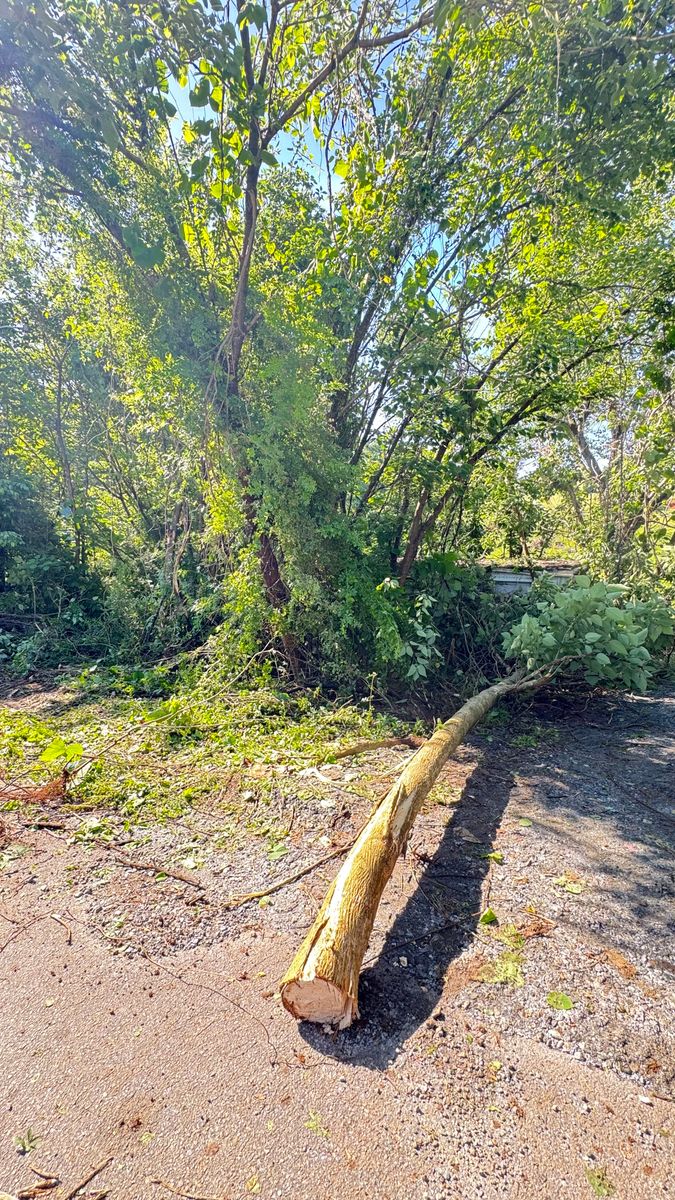 Fall Clean Up for Owens Tree Services in Inman, SC