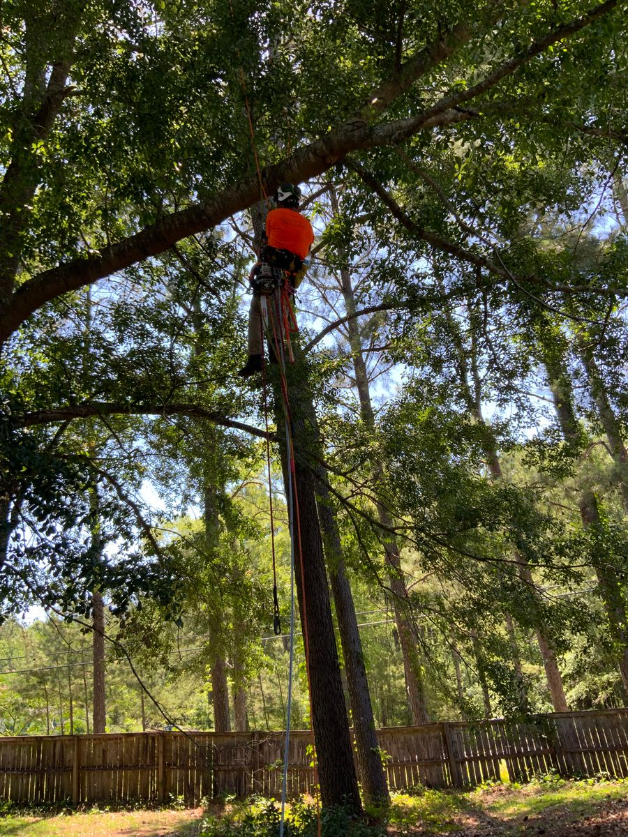 Tree Services for Broadway & McMullen Construction in Hattiesburg, MS