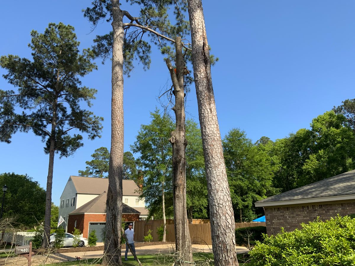 Tree Services for Broadway & McMullen Construction in Hattiesburg, MS