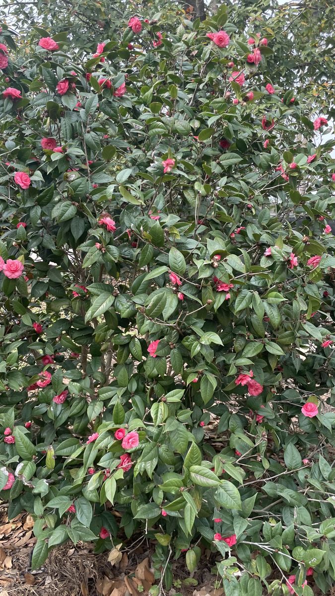Landscape Installation for Atlas Land Design in Creekside Park, TX