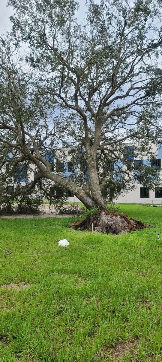 Tree Removal for Daniel Hickey’s Tree Service in DeLand, FL