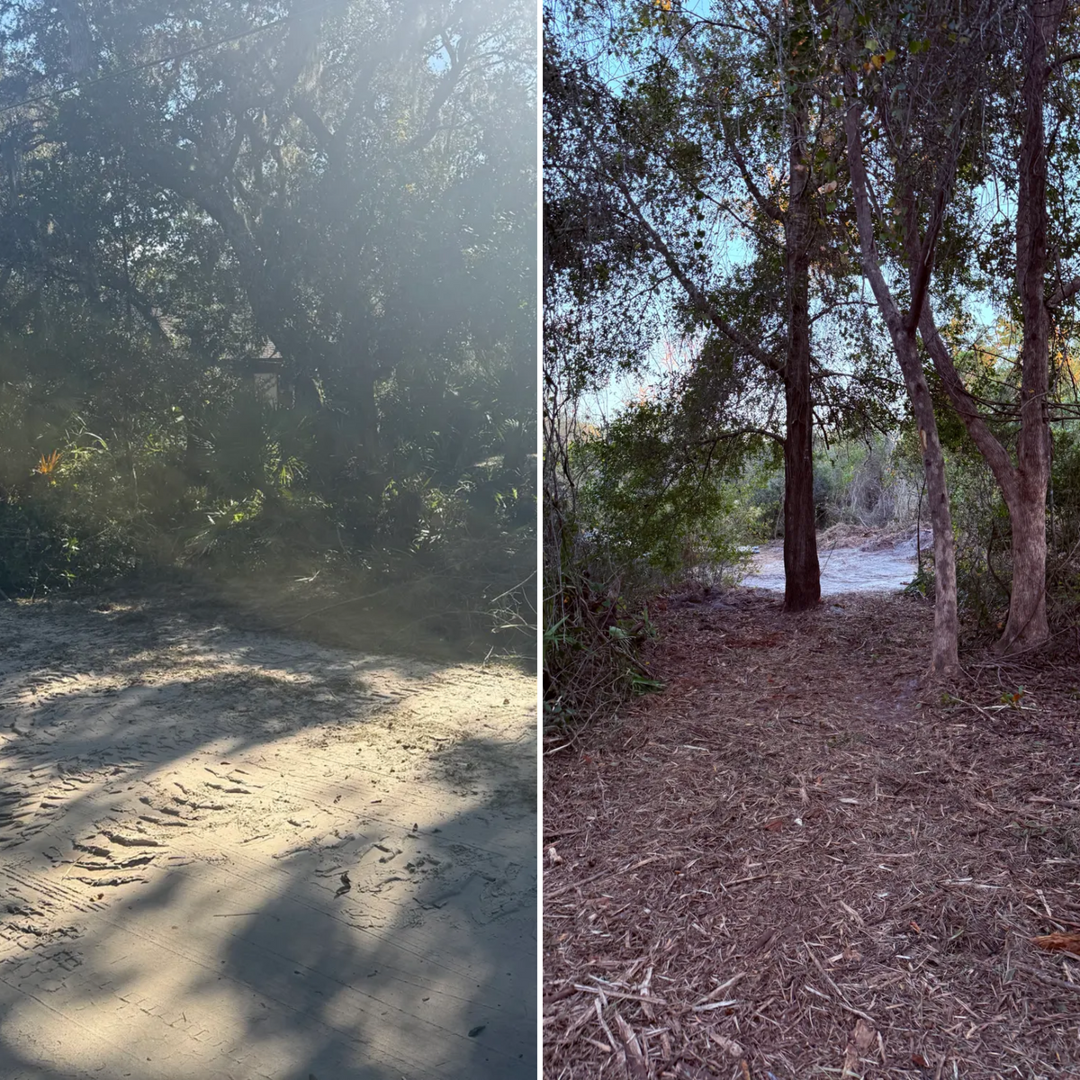 Tree Removal for Amerigrown Tree And Lawn in Apopka, FL