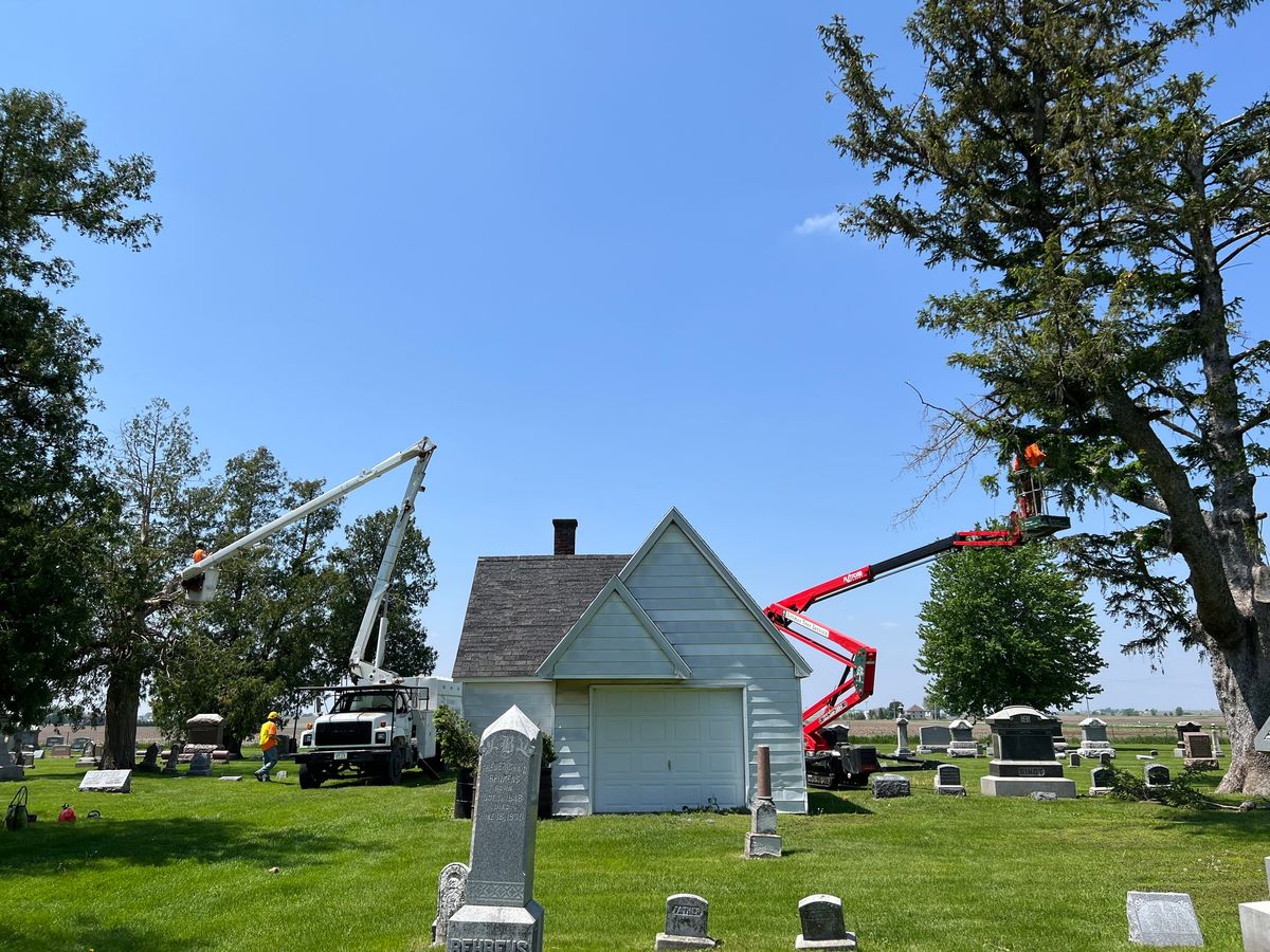 Tree Health Consultation for Dittmer Tree Service in Davenport, IA