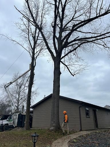 Tree Removal for Optimum Tree Service And Landscaping in Bowling Green, KY