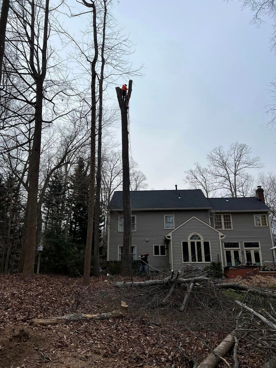 Tree Trimming for DIAZ TREE in Stafford, VA