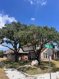 Tree Trimming for Johnnys Pro Cutters in Corpus Christi, TX