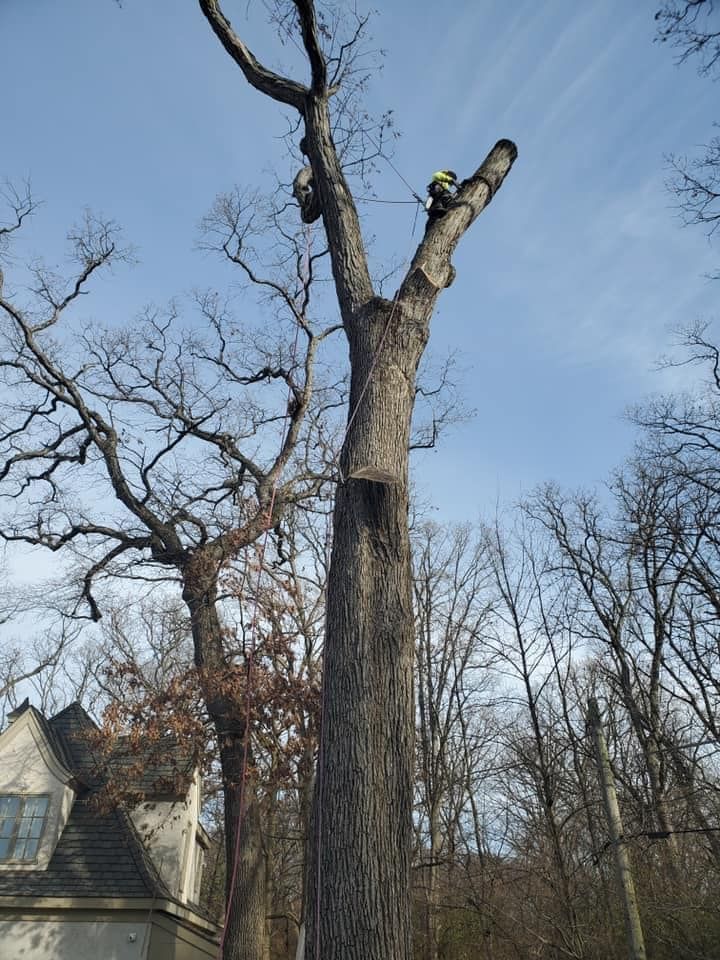 Tree Works for GM Landscaping  Construction LLC in Philadelphia, Pennsylvania