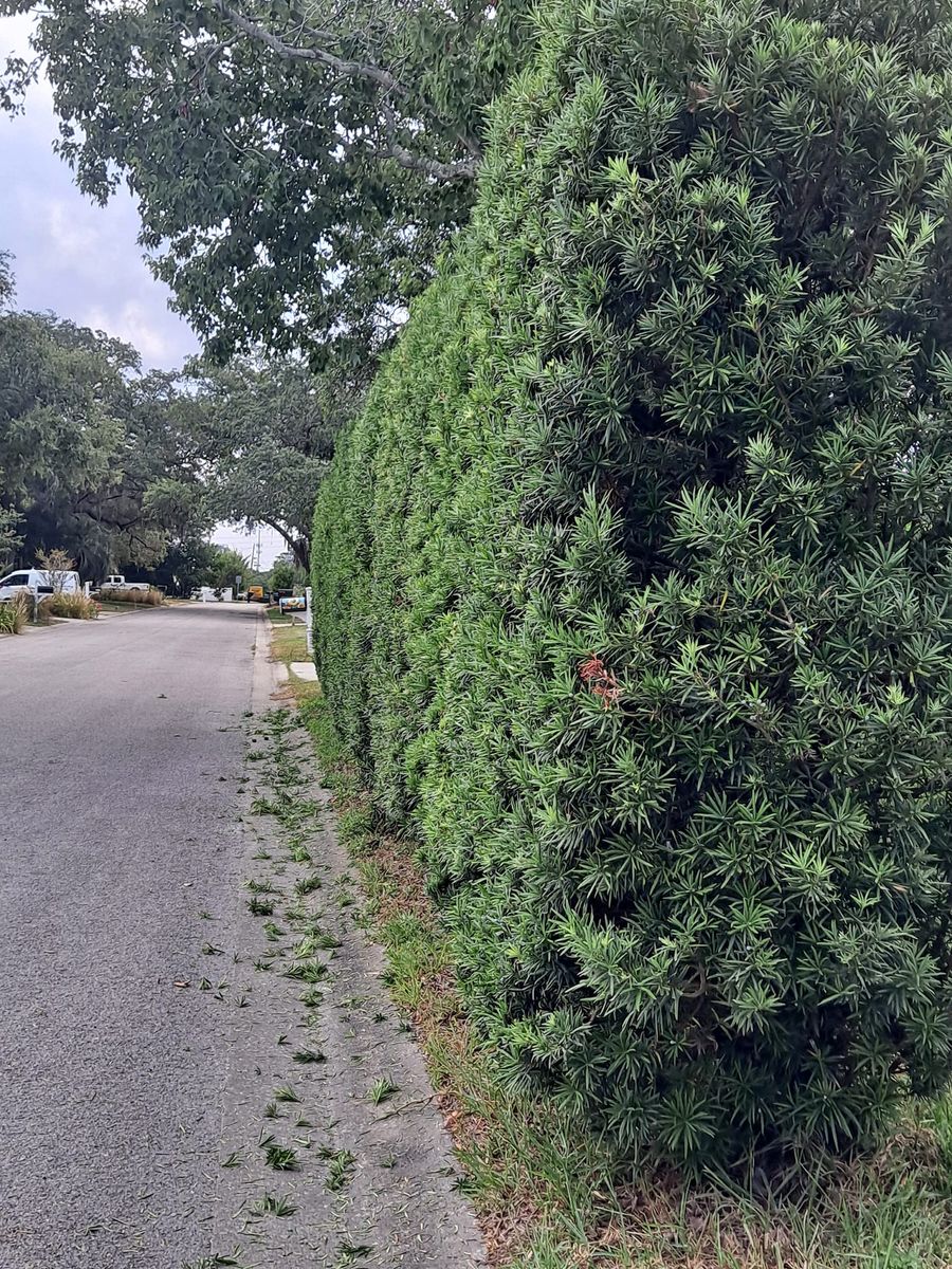 Fall Clean Up for Sanchez Tree Service in Largo, FL