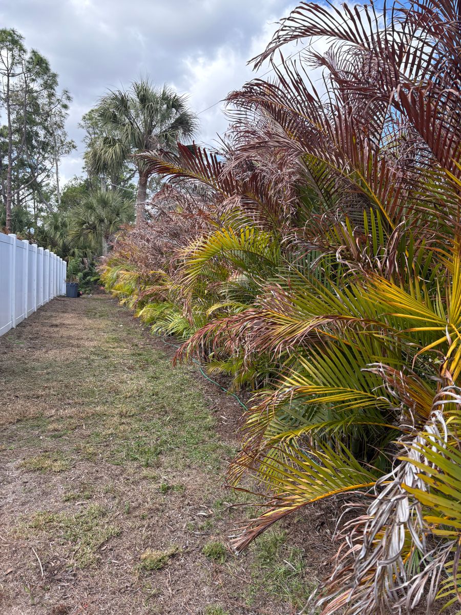 Seasonal Yard Cleanup for R&R GreenWorks in North Port, FL