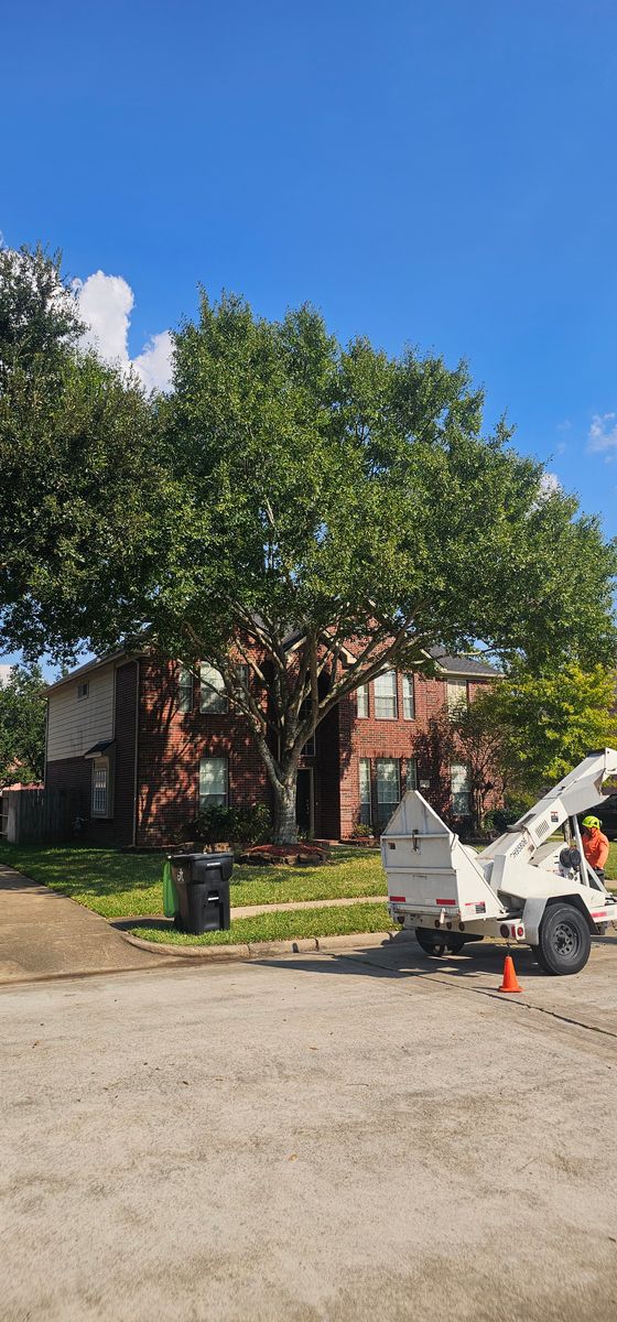 Tree Trimming for Servin's Tree Care  in Houston, TX