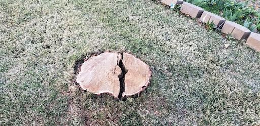 Stump Removal for A to Z Grounds Keeping in Sierra Vista, AZ